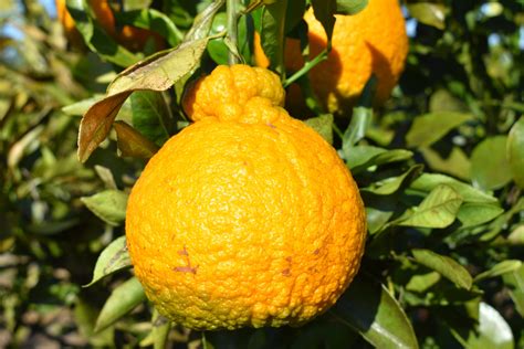 shiranui|Shiranui Mandarin: Ugly Fruit, Great Flavor .